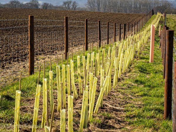line of trees newly planted